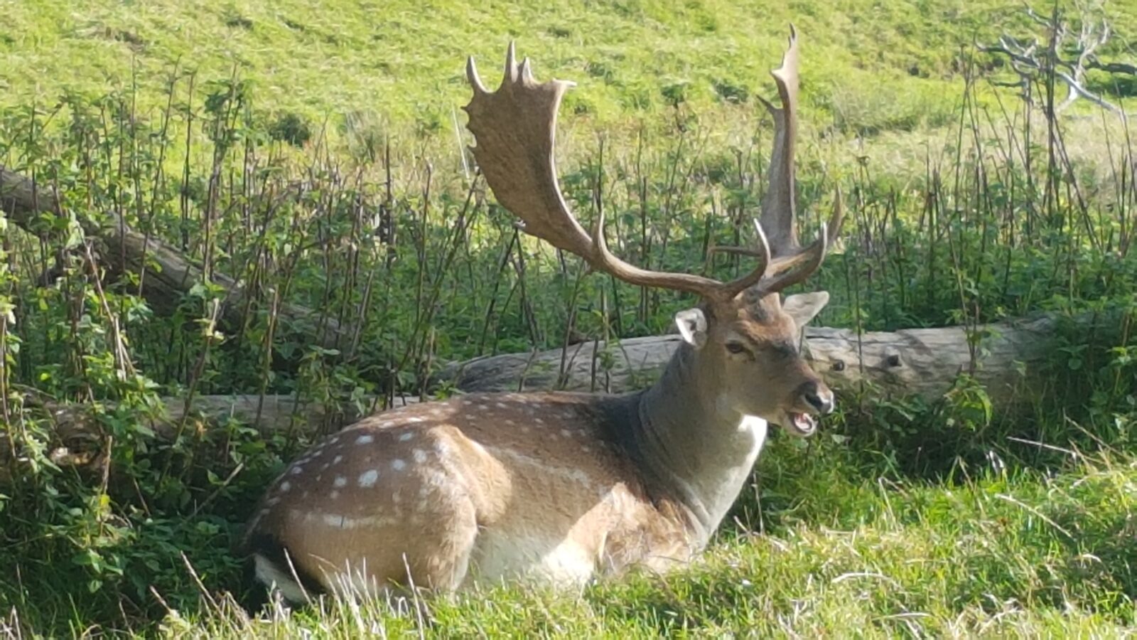 Damwildhirsch